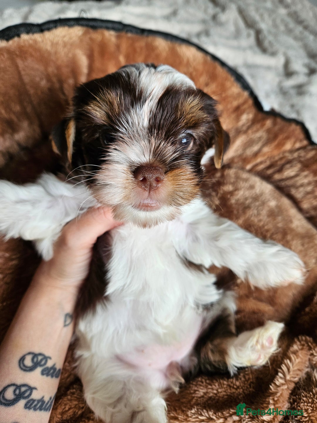 Yorkshire Terrier dogs for sale: DNA tested parents possible Dilution Yorkies - Image 33