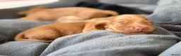 Miniature Dachshund dogs for sale:  KC Registered Long-Haired Dachshund Puppies ✨ - Advert 7