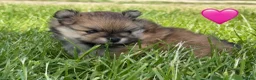 Pomeranian dogs for sale: KC Reg Pomeranian Girl puppy available  - Advert 14