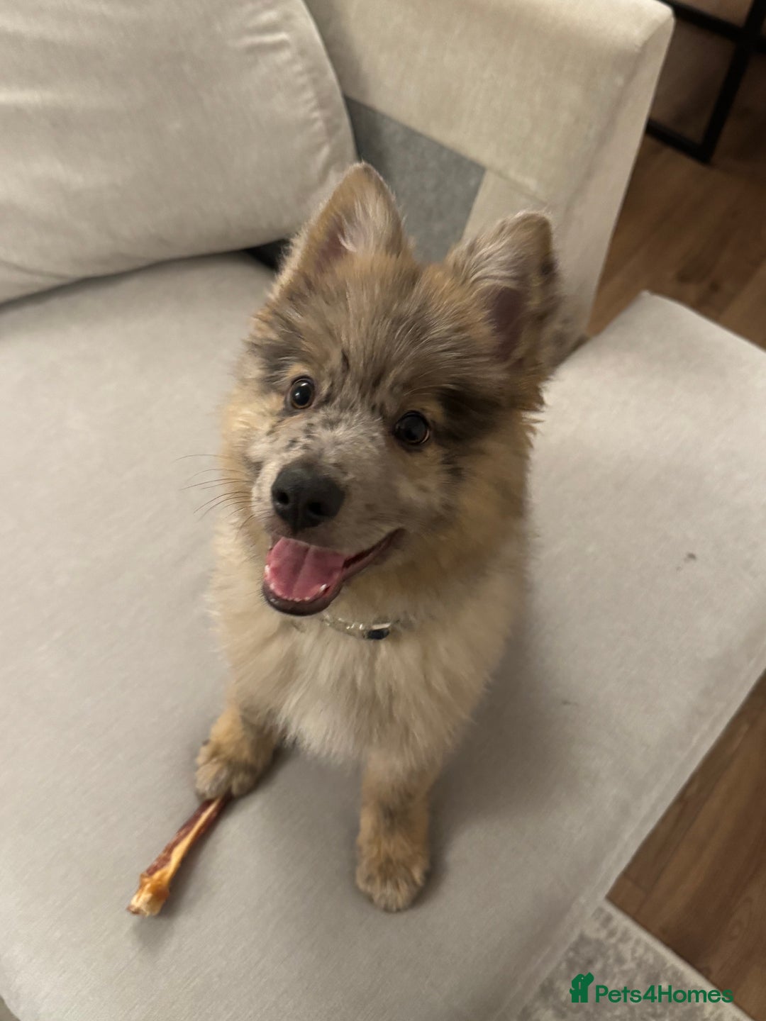 Mixed Breed dogs for sale: Miss H - Advert 2