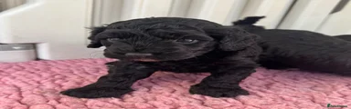 Cockapoo 5
