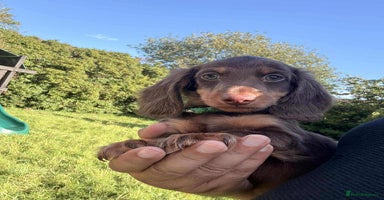 Miniature Dachshund dogs - Advert 6