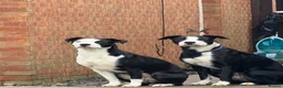 Mixed Breed dogs for sale: Luna & Millie in Newbiggin-by-the-Sea - Advert 1