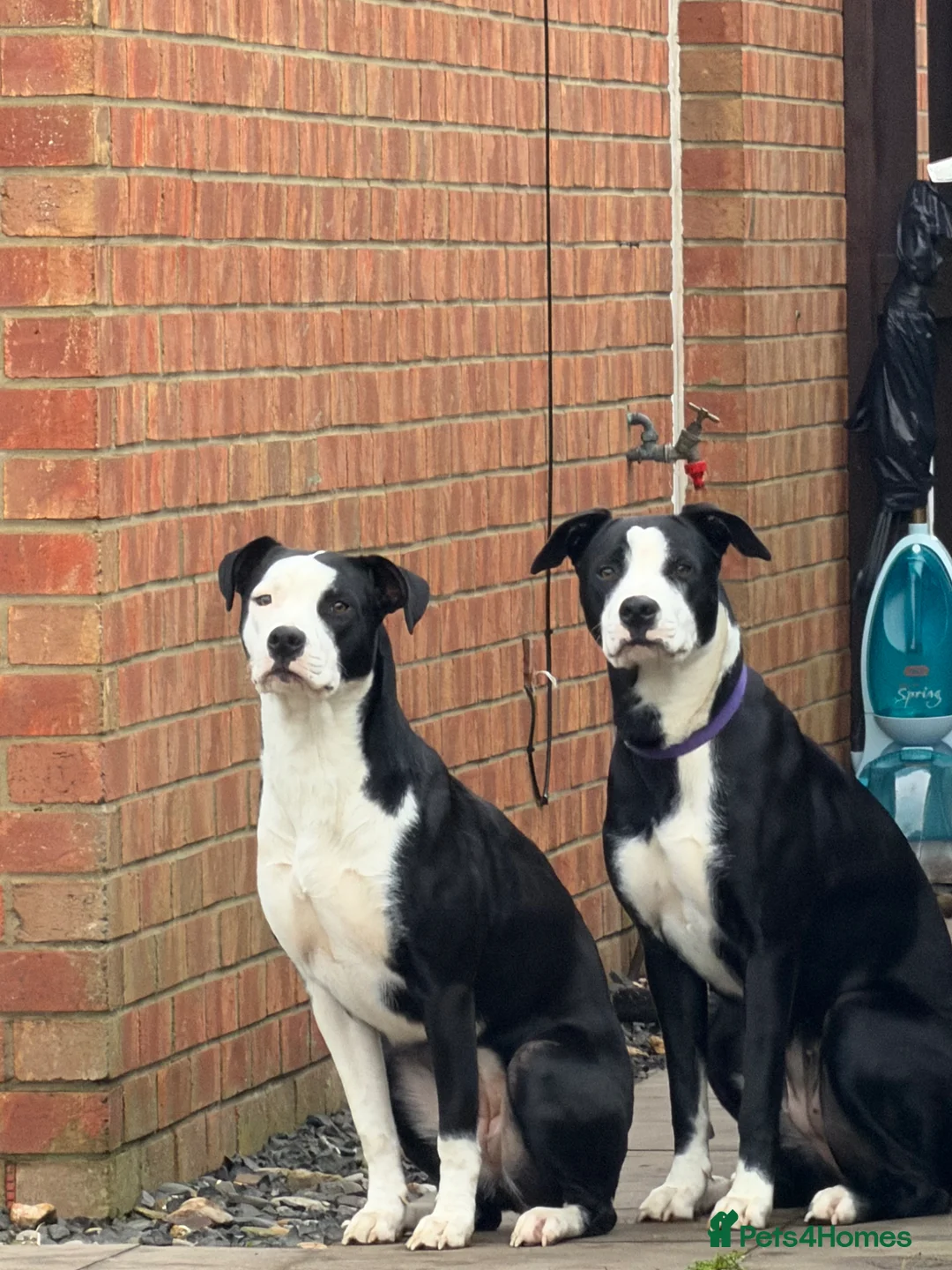 Mixed Breed dogs for sale: Luna & Millie in Newbiggin-by-the-Sea - Advert 1