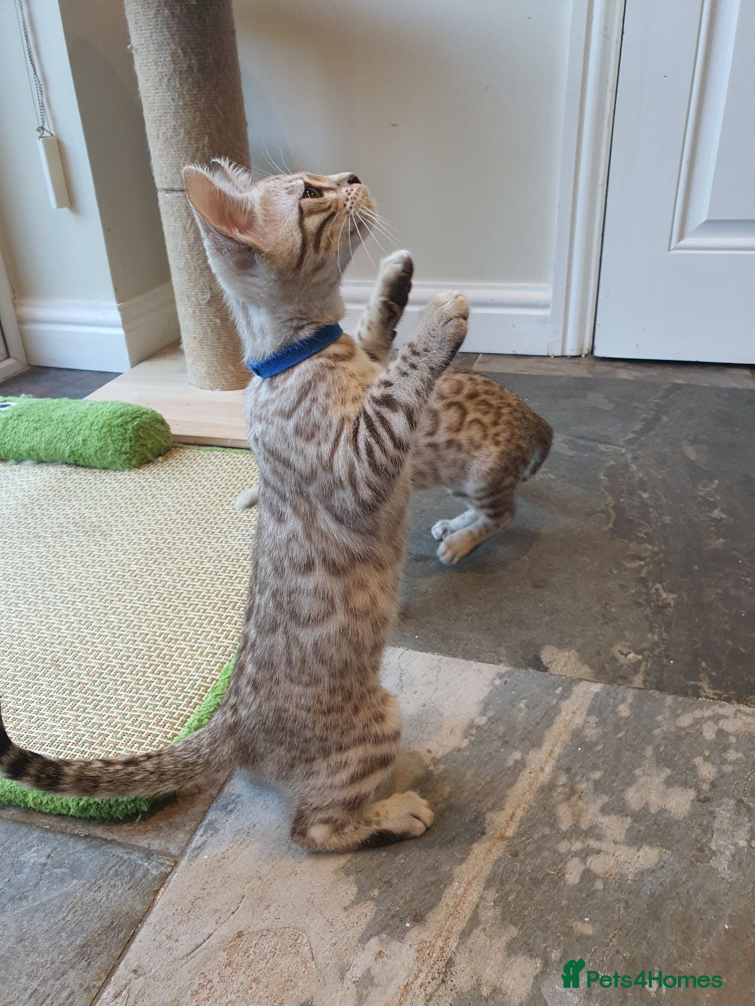 Bengal cats 🐆💕Very Beautiful Tica Registered Bengal Kittens. - Advert 1