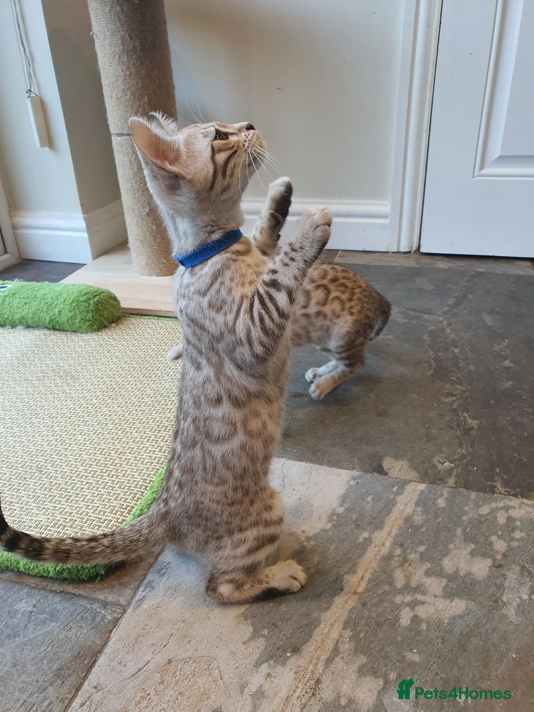 Bengal cats for sale: 🐆💕Very Beautiful Tica Registered Bengal Kittens. - Advert 1