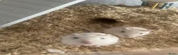 Gerbil rodents for sale: Two gerbils with cage  - Advert 3