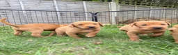 Labrador Retriever dogs for sale: Labrador Retriever puppies - Advert 9