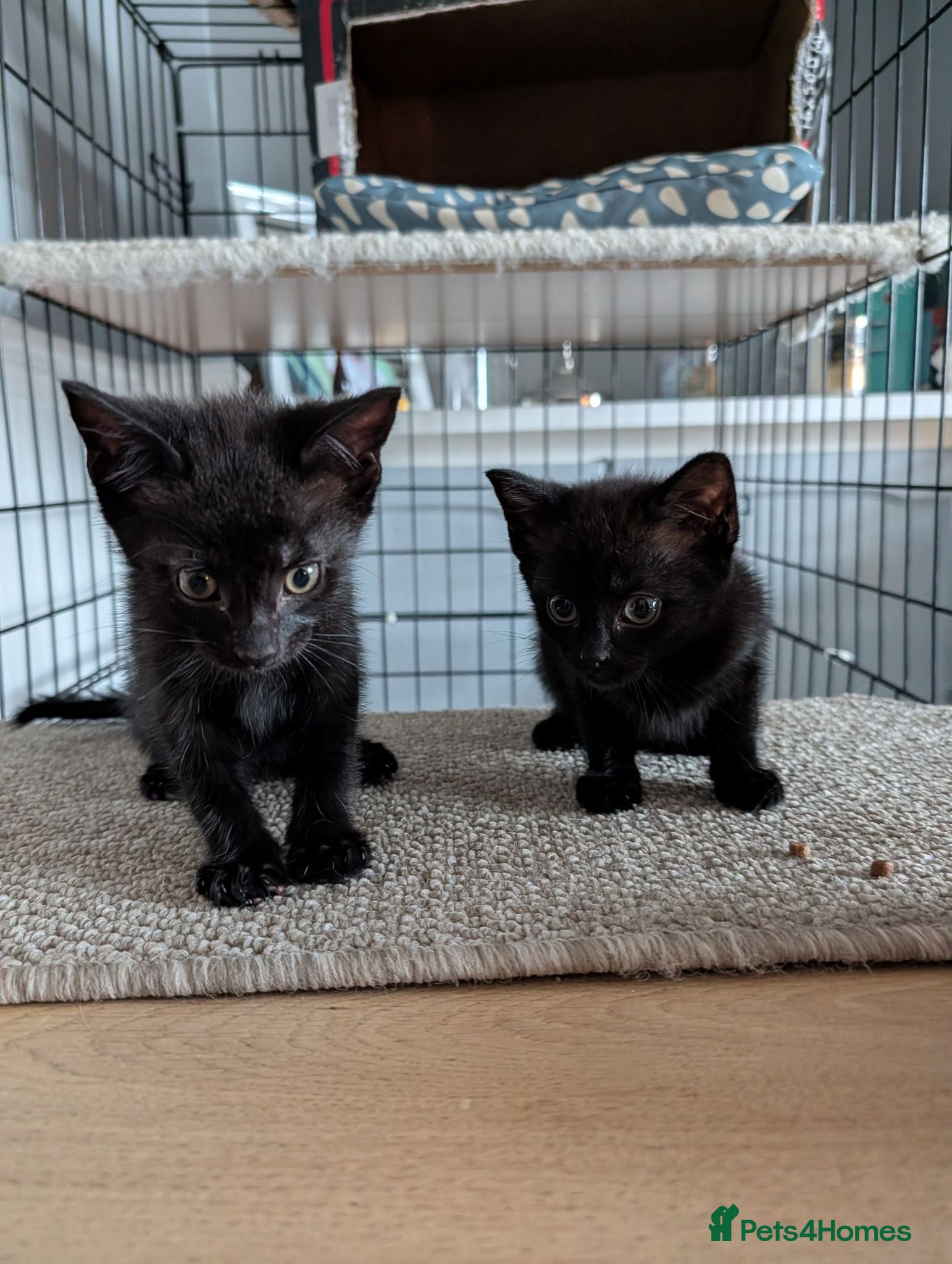 Mixed Breed cats 1 black male kitten 1 black female kitten  - Advert 1
