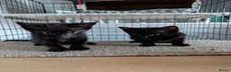 Mixed Breed cats for sale: 1 black male kitten 1 black female kitten  - Advert 1