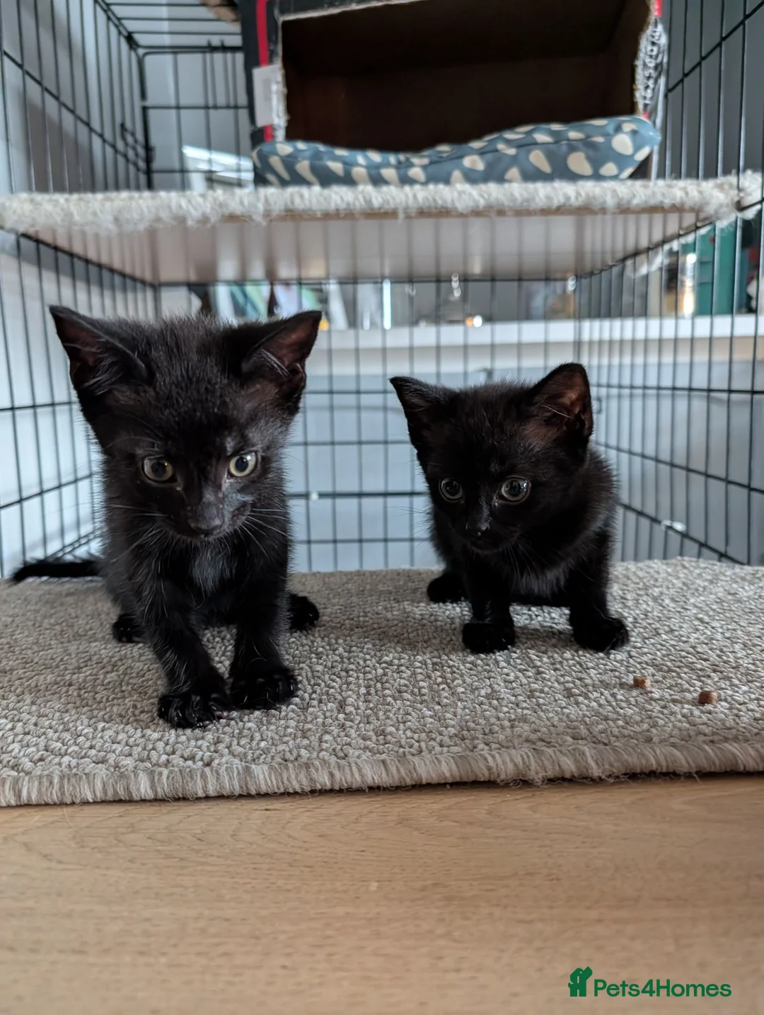 Mixed Breed cats for sale: 1 black male kitten 1 black female kitten  - Advert 1