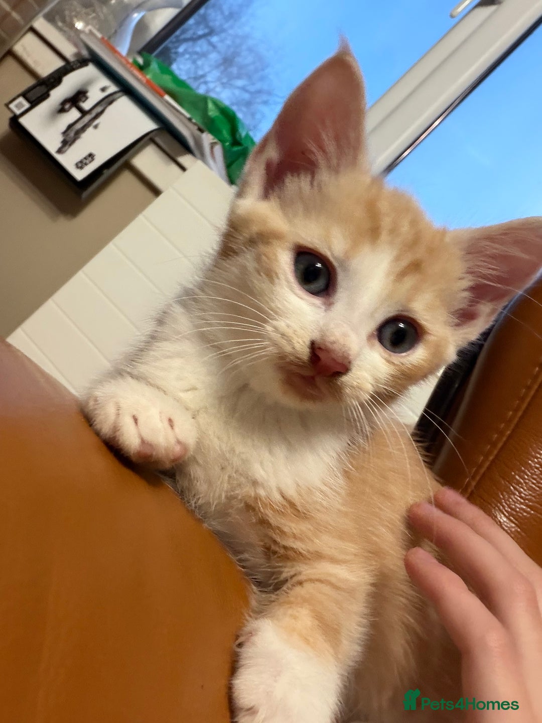 Mixed Breed cats for sale: 3 ginger and white kittens  - Advert 10