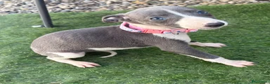 Whippet 6