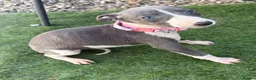 Whippet dogs for sale: Beautiful whippet puppies  - Advert 5
