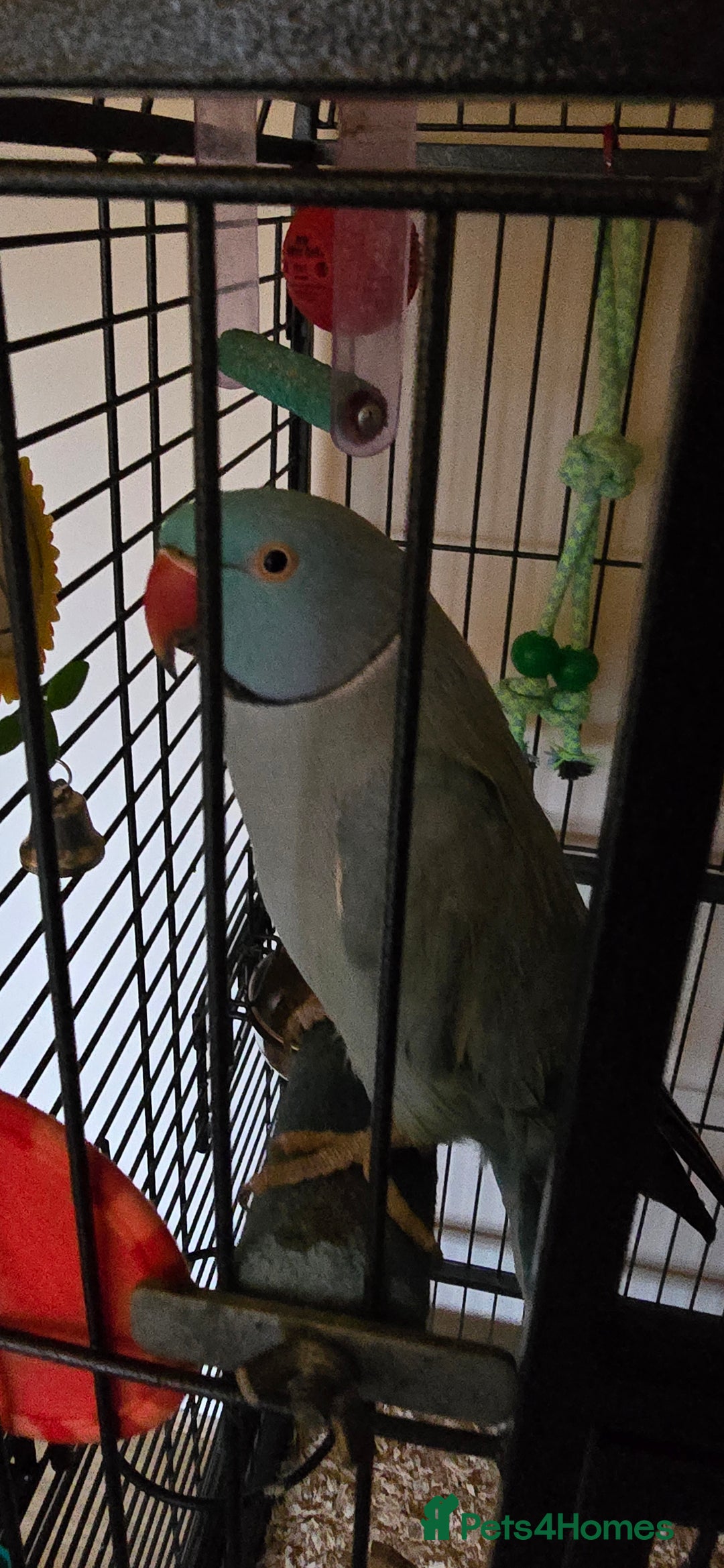 Ringnecks birds for sale: Ringneck Parrot. Rare Blue Colour & Cage - Advert 1