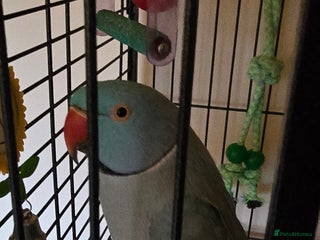 Ringnecks birds Ringneck Parrot. Rare Blue Colour & Cage - Advert 1