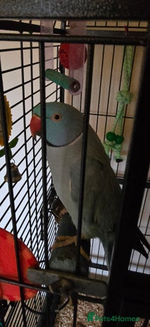 Ringnecks birds Ringneck Parrot. Rare Blue Colour & Cage - Advert 1