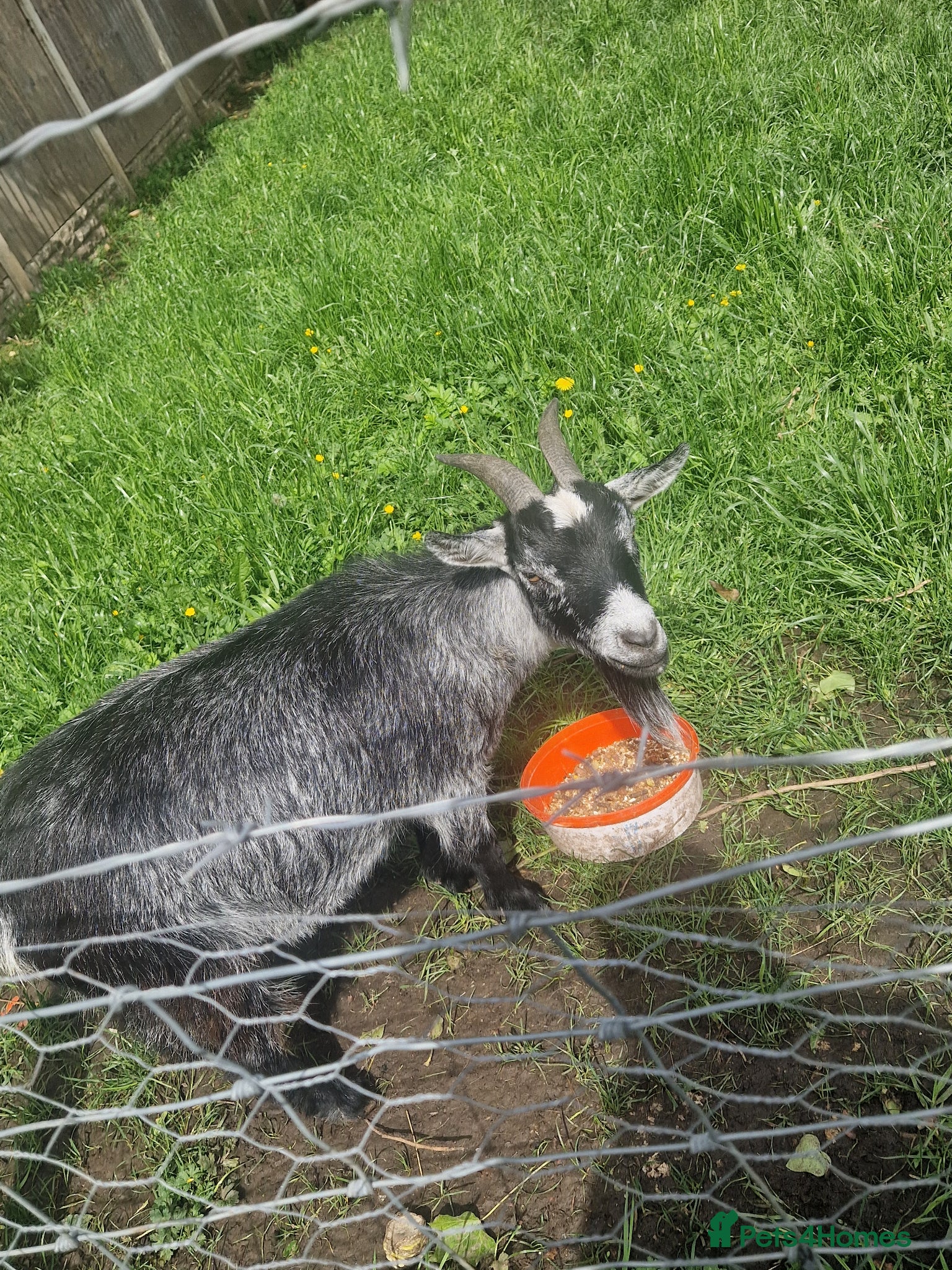 Goats livestock for sale: Nigerian Dwarf Nanny - Advert 3