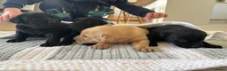 Labrador Retriever dogs for sale: 4 Labrador Puppies - DRAKESHEAD - Advert 5