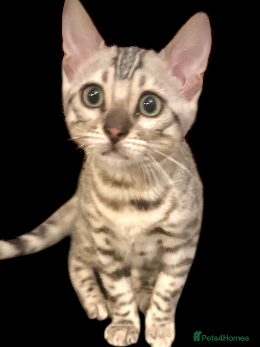 Bengal cats for sale: Tica registered beautiful kittens - Advert 2