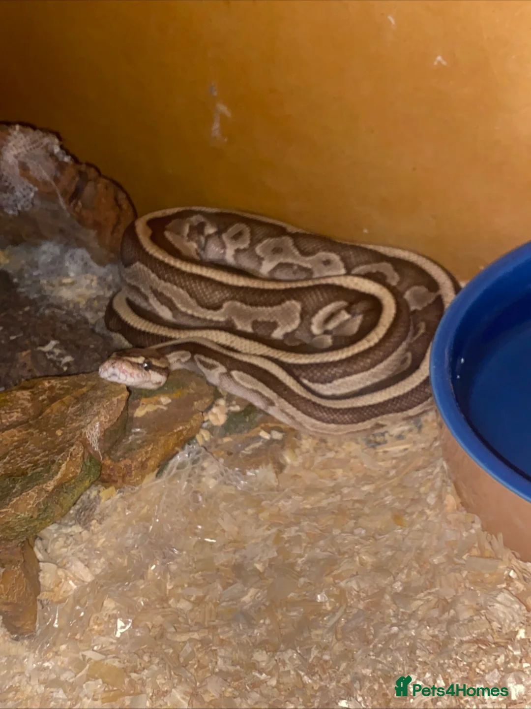 Python Snake reptiles for sale: Pastel Royal python  in Gloucester - Advert 2