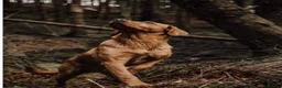 Labrador Retriever dogs for sale: KC Registered Working Labrador litter in Stockton-on-Tees - Advert 9