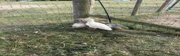 Ducks poultry for sale: Trio of saxony ducks  - Advert 5