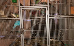 Budgerigars birds for sale: Budgies For Sale. - Image 3