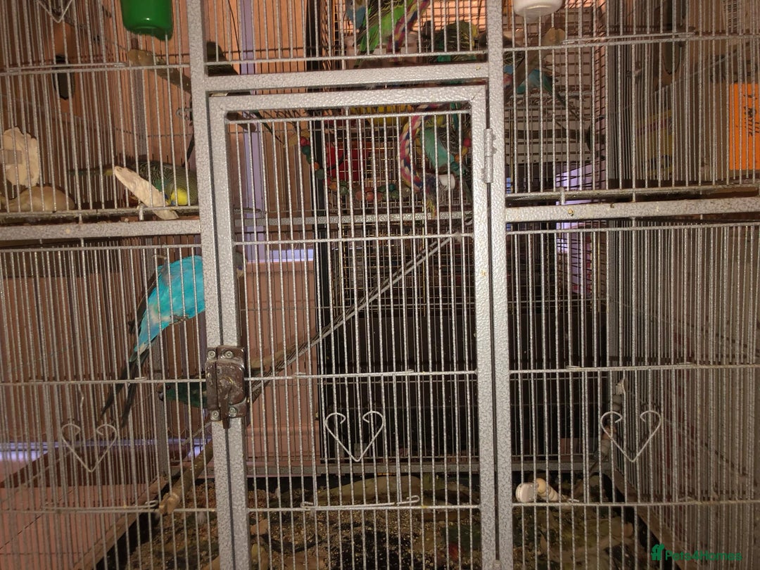 Budgerigars birds for sale: Budgies For Sale. - Image 3