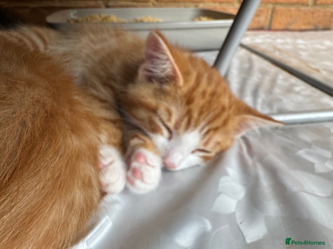Mixed Breed cats for sale: Cute Kittens for Sale - Ginger, Grey and Black - Image 17