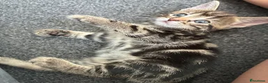 Tabby ‘twin’