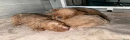 Poochon dogs for sale: Gorgeous poochons for sale  - Advert 13