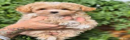 Maltipoo dogs for sale: Amazing Tiny Korean Maltipoo Puppies.  - Advert 25