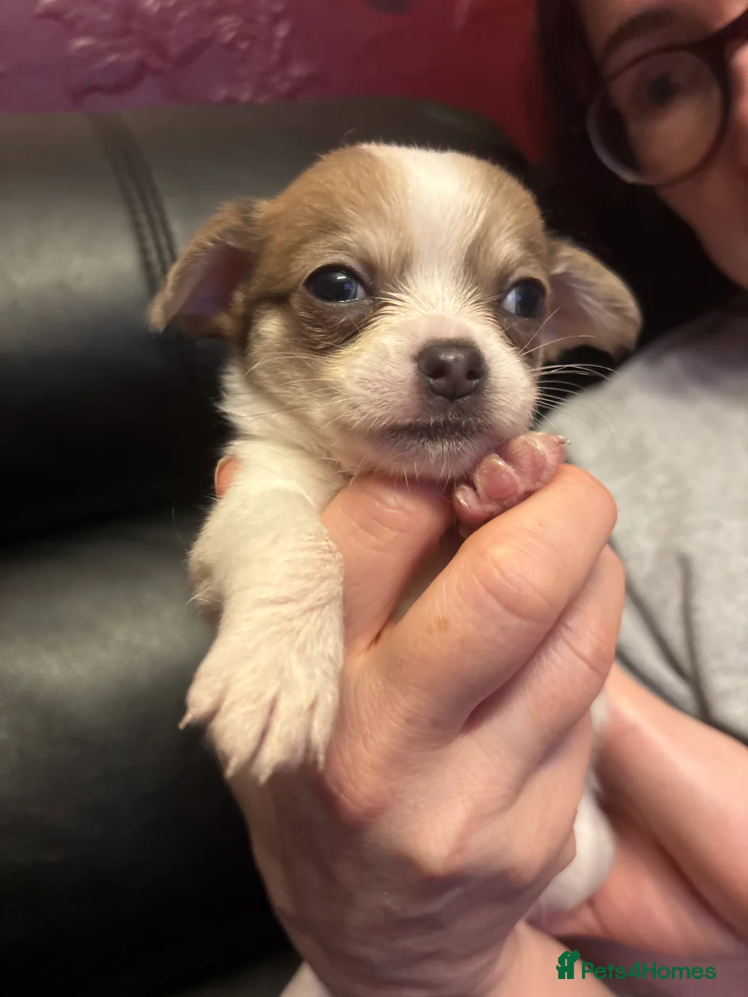 Pomchi dogs for sale: Pom Chi Puppies - Advert 7