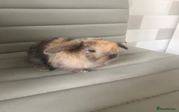 Mini Lop rabbits for sale: Mini lops  - Image 2