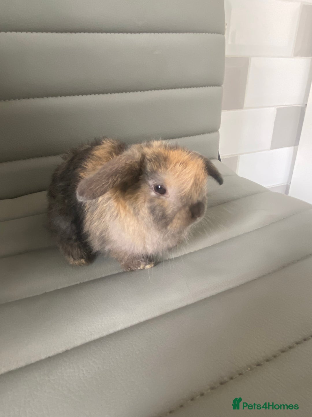 Mini Lop rabbits for sale: Mini lops  - Image 2