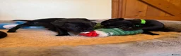 Staffordshire Bull Terrier dogs for sale: Black KC Reg/Health Tested Staffordshire Puppies. - Advert 21