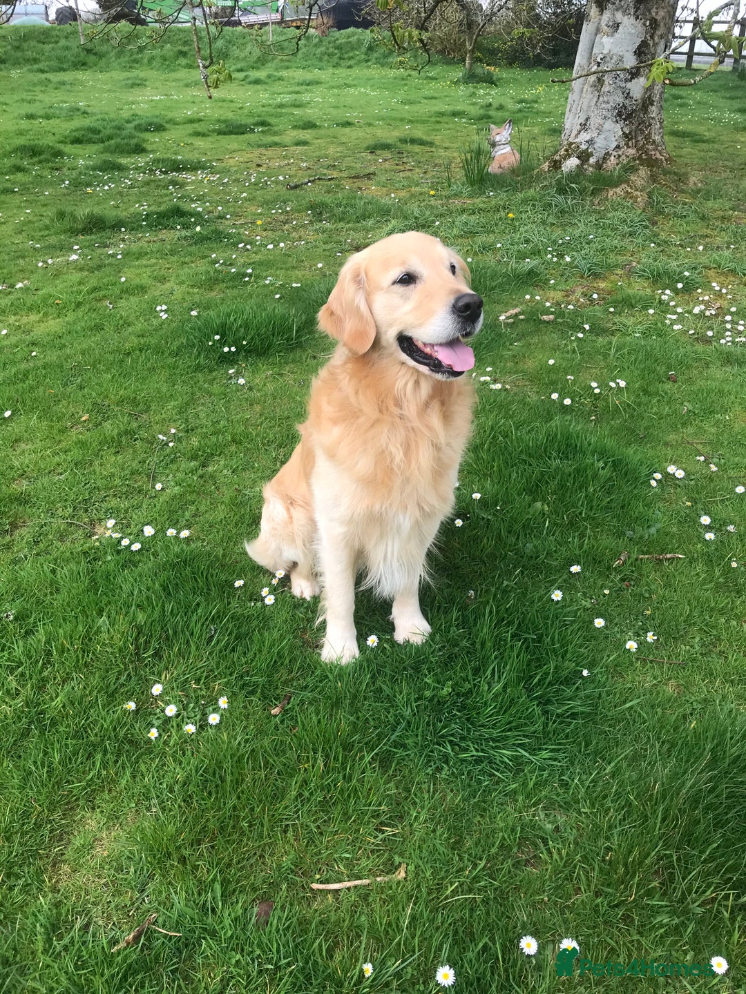 Flat coated Retriever dogs for sale: Flat coated x golden Retriever puppies - Image 13