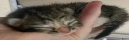 Mixed Breed cats for sale: 3 beautiful kittens looking for a forever family💓 - Advert 7