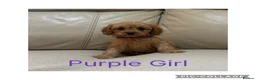 Cavapoo dogs for sale: Beautiful F1 Cavapoo Puppies  - Advert 4