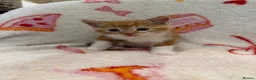 Domestic Shorthair cats for sale: 2 Beautiful Kittens Looking For Forever Home - Advert 13