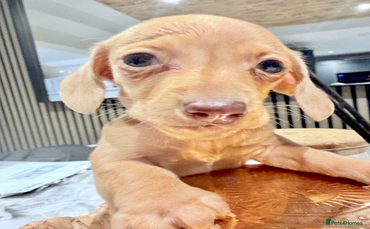 Miniature Dachshund dogs - Advert 14