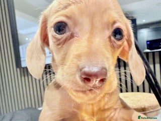 Miniature Dachshund dogs - Advert 11