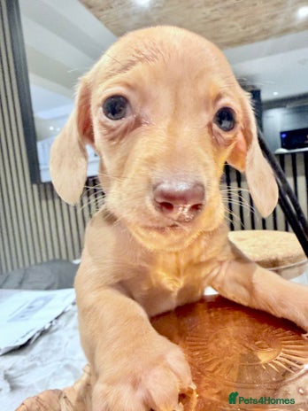 Miniature Dachshund dogs - Advert 9