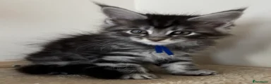 Maine Coon 3