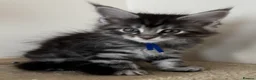 Maine Coon cats for sale: Beautiful Maine Coon Kittens  - Advert 4