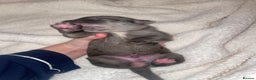 Cane Corso dogs for sale: Harlequin cane corso x pedigree cane corso puppies - Advert 11