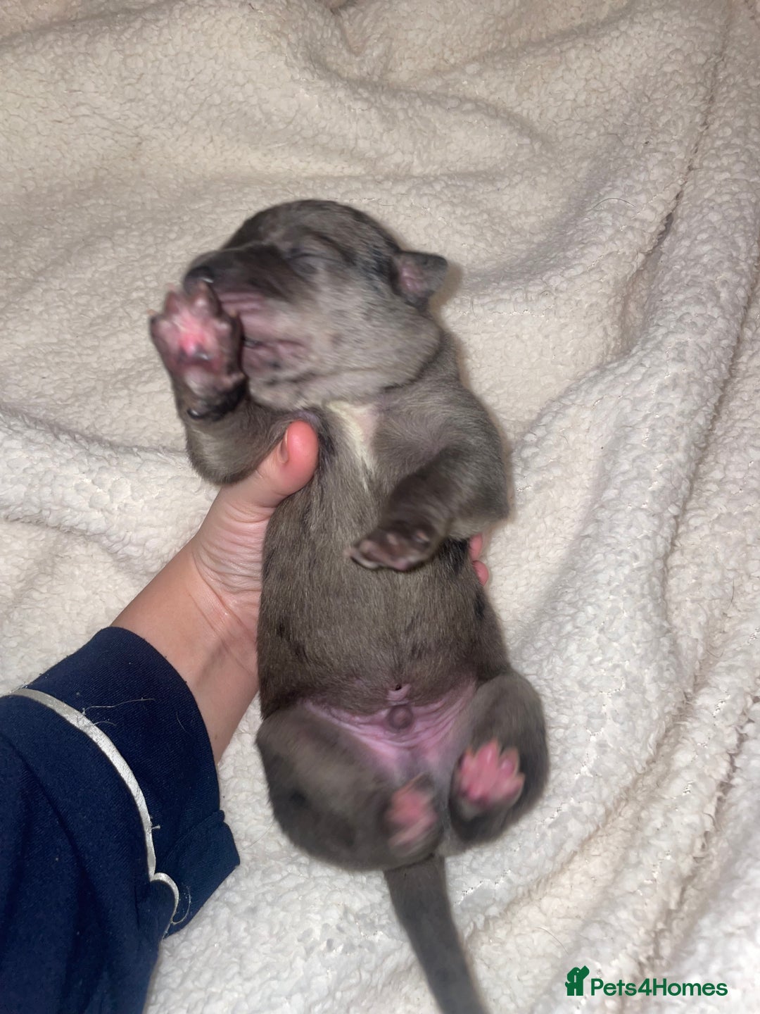 Cane Corso dogs for sale: Harlequin cane corso x pedigree cane corso puppies - Advert 11