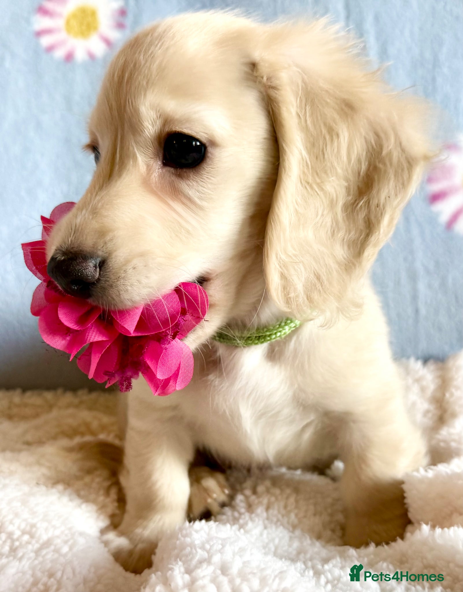 Miniature Dachshund dogs Cream long haired kc ready to go now - Advert 1