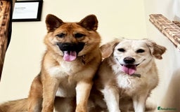 Mixed Breed dogs for sale: Shepherd x Akita - Image 4